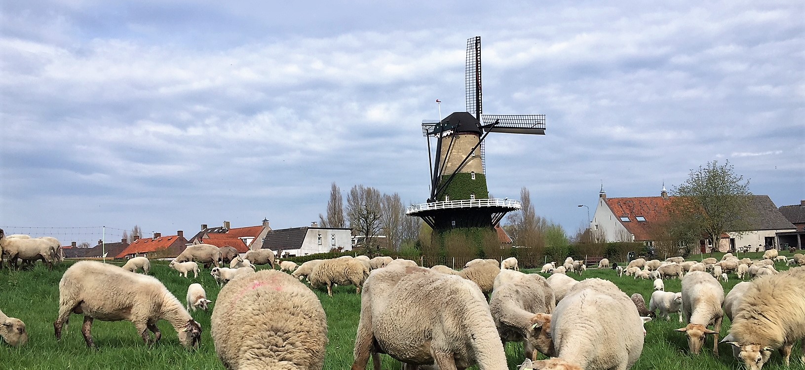 Stroopwafels, Cheque, Bier en Molen